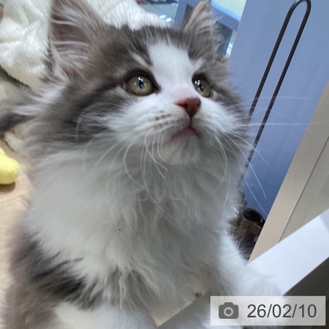 愛知県のメインクーン (ペットプラス ナゴヤドーム前店/2025年12月9日生まれ/女の子/ブルークラシックタビーホワイト)の子猫の3枚目の画像