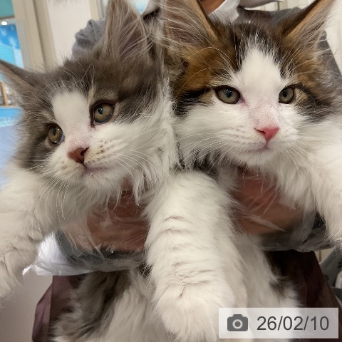 愛知県のメインクーン (ペットプラス ナゴヤドーム前店/2025年12月9日生まれ/女の子/ブルークラシックタビーホワイト)の子猫の4枚目の画像