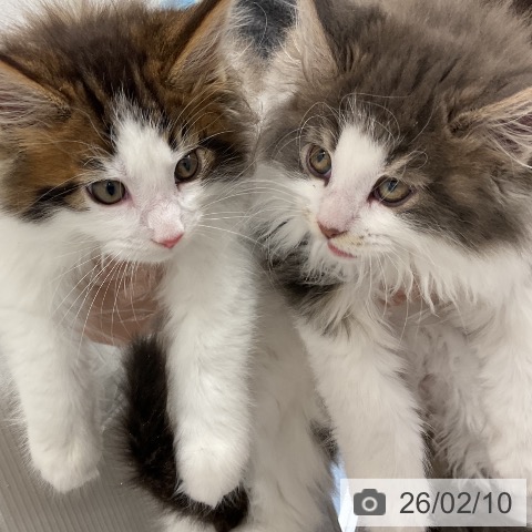 愛知県のメインクーン (ペットプラス ナゴヤドーム前店/2025年12月9日生まれ/女の子/ブルークラシックタビーホワイト)の子猫の3枚目の画像