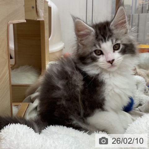 愛知県のメインクーン (ペットプラス 岡崎店/2025年12月10日生まれ/男の子/シルバータビーホワイト)の子猫の3枚目の画像