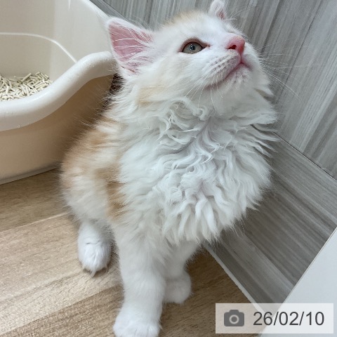 愛知県のメインクーン (ペットプラス 熱田店/2025年12月10日生まれ/男の子/カメオタビーホワイト)の子猫の4枚目の画像