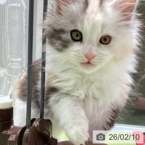 富山県のメインクーン (ペットプラス 高岡店/2025年12月10日生まれ/女の子/シルバーパッチドタビーホワイト)の子猫の3枚目の画像