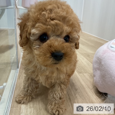 トイ・プードルの写真