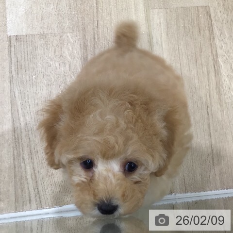 トイ・プードルの写真