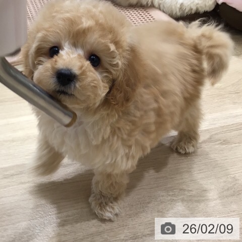 トイ・プードルの写真