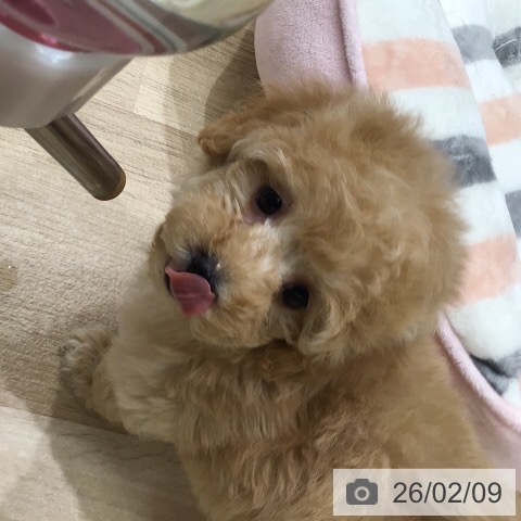 トイ・プードルの写真