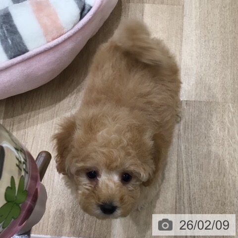 トイ・プードルの写真