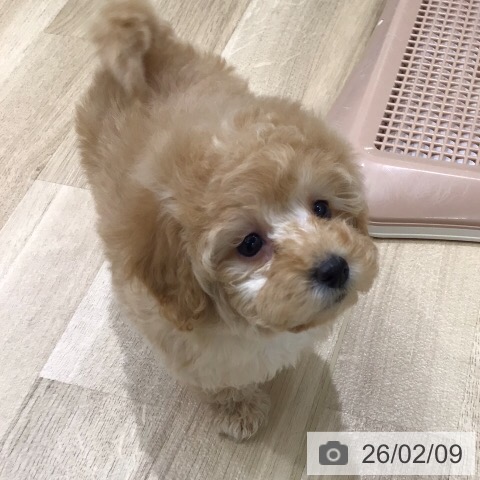 トイ・プードルの写真