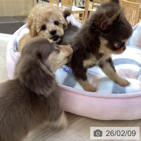 トイ・プードルの写真