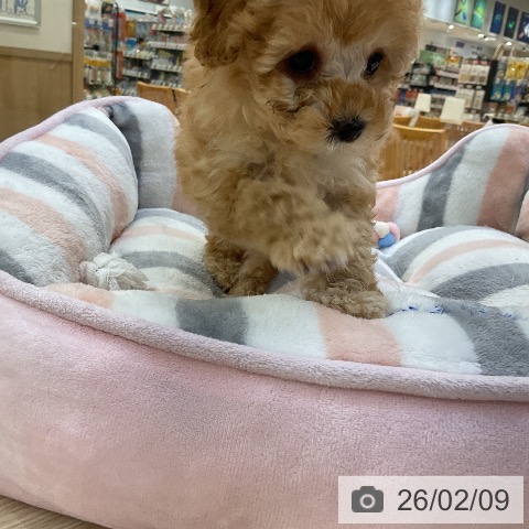 トイ・プードルの写真