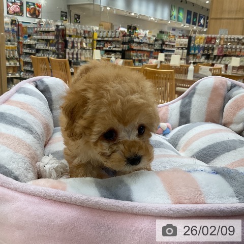 トイ・プードルの写真