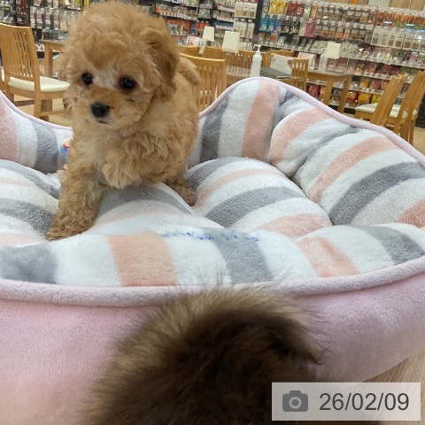 トイ・プードルの写真