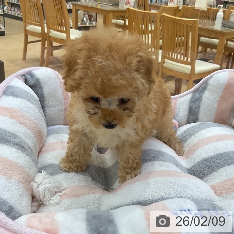 トイ・プードルの写真