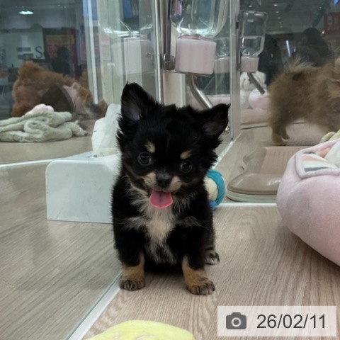 福井県のチワワ(ロング) (ペットプラス 福井店/2025年12月10日生まれ/男の子/ブラックタンホワイト)の子犬の4枚目の画像