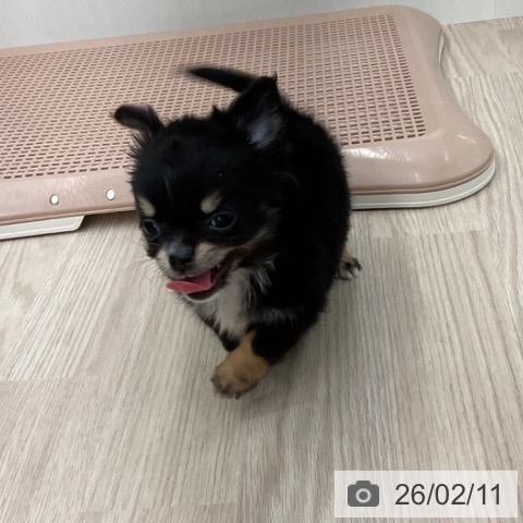 福井県のチワワ(ロング) (ペットプラス 福井店/2025年12月10日生まれ/男の子/ブラックタンホワイト)の子犬の3枚目の画像