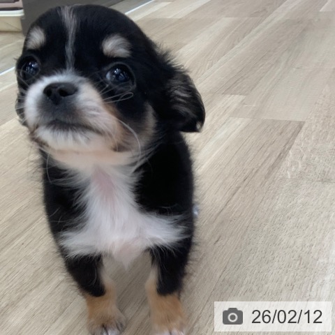 岐阜県のチワワ(ロング) (ペットプラス 光ケ丘店/2025年12月10日生まれ/男の子/ブラックタンホワイト)の子犬の4枚目の画像