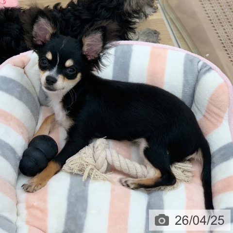 岐阜県のチワワ(ロング) (ペットプラス 光ケ丘店/2025年12月10日生まれ/男の子/ブラックタンホワイト)の子犬の4枚目の画像