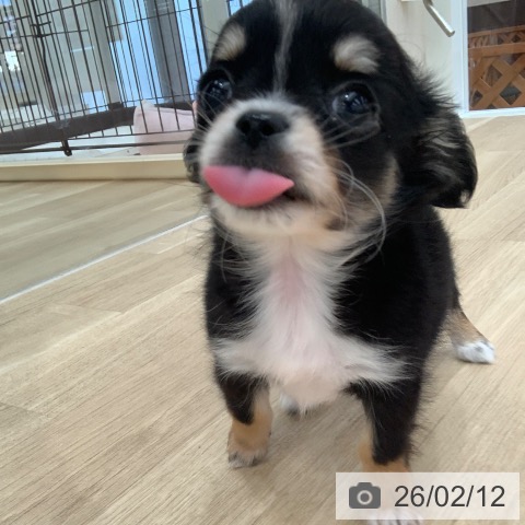 岐阜県のチワワ(ロング) (ペットプラス 光ケ丘店/2025年12月10日生まれ/男の子/ブラックタンホワイト)の子犬の3枚目の画像