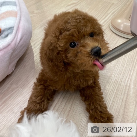 愛知県のトイプードル(トイ) (ペットプラス 豊田店/2025年12月5日生まれ/男の子/レッドフォーン)の子犬の3枚目の画像