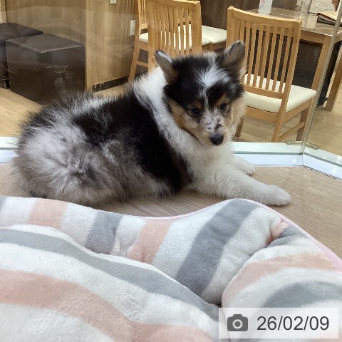 シェットランド・シープドッグの写真