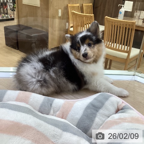 シェットランド・シープドッグの写真