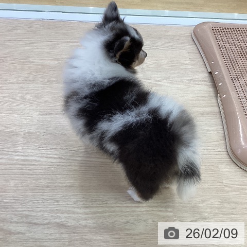 シェットランド・シープドッグの写真