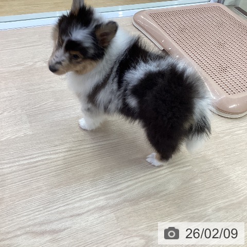 愛知県のシェットランドシープドッグ (ペットプラス ナゴヤドーム前店/2025年12月10日生まれ/男の子/ブルーマール)の子犬の4枚目の画像