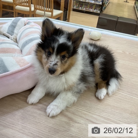 愛知県のシェットランドシープドッグ (ペットプラス ナゴヤドーム前店/2025年12月10日生まれ/男の子/ブルーマール)の子犬の3枚目の画像