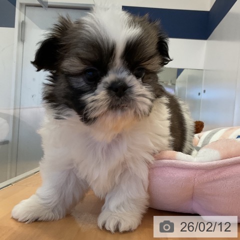 三重県のシーズー (ペットプラス 東員店/2025年12月11日生まれ/男の子/ゴールドホワイト)の子犬の3枚目の画像