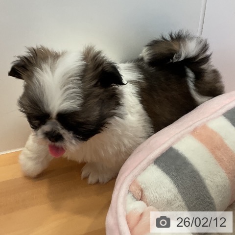 三重県のシーズー (ペットプラス 東員店/2025年12月11日生まれ/男の子/ゴールドホワイト)の子犬の4枚目の画像