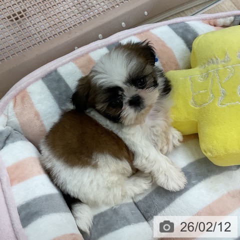 愛知県のシーズー (ペットプラス mozoワンダーシティ店/2025年12月11日生まれ/女の子/ゴールドホワイト)の子犬の4枚目の画像