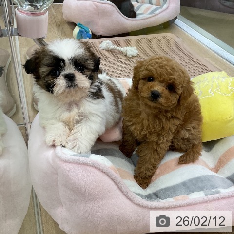 愛知県のシーズー (ペットプラス mozoワンダーシティ店/2025年12月11日生まれ/女の子/ゴールドホワイト)の子犬の3枚目の画像