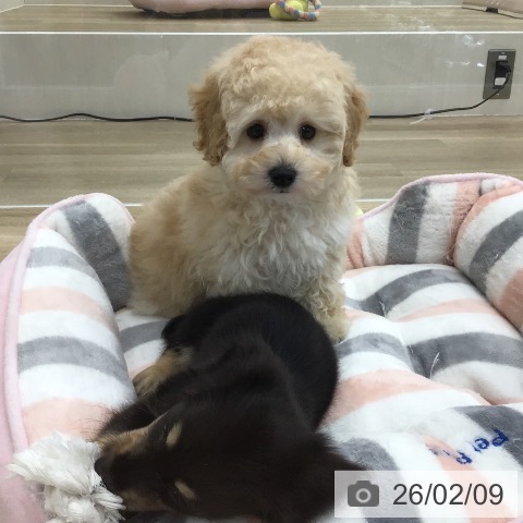 トイ・プードルの写真