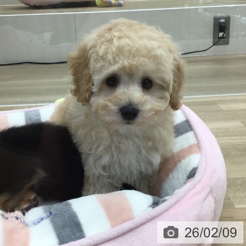 トイ・プードルの写真