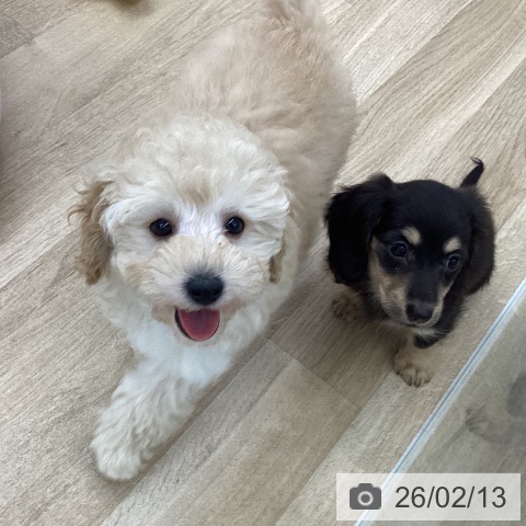 愛知県のトイプードル(トイ) (ペットプラス 千音寺店/2025年12月8日生まれ/男の子/アプリコット)の子犬の3枚目の画像