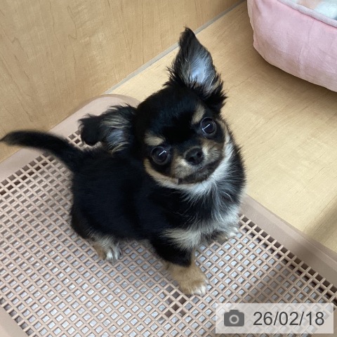 愛知県のチワワ(ロング) (ペットプラス 千種店/2025年12月6日生まれ/男の子/ブラックタンホワイト)の子犬の3枚目の画像