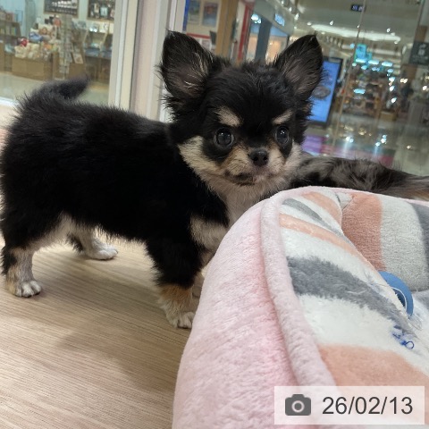 愛知県のチワワ(ロング) (ペットプラス ナゴヤドーム前店/2025年12月6日生まれ/男の子/ブラックタンホワイト)の子犬の4枚目の画像