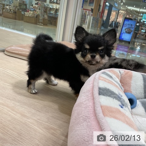 愛知県のチワワ(ロング) (ペットプラス ナゴヤドーム前店/2025年12月6日生まれ/男の子/ブラックタンホワイト)の子犬の3枚目の画像