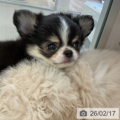 愛知県のチワワ(ロング) (ペットプラス 岡崎店/2025年12月7日生まれ/男の子/ブラックタンホワイト)の子犬の3枚目の画像