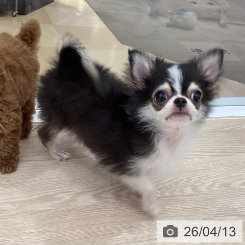 徳島県のチワワ(ロング) (ペットプラス 徳島店/2025年12月7日生まれ/男の子/ブラックタンホワイト)の子犬の4枚目の画像