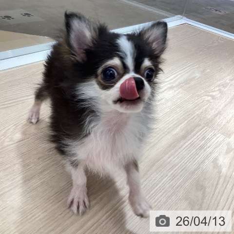 徳島県のチワワ(ロング) (ペットプラス 徳島店/2025年12月7日生まれ/男の子/ブラックタンホワイト)の子犬の3枚目の画像