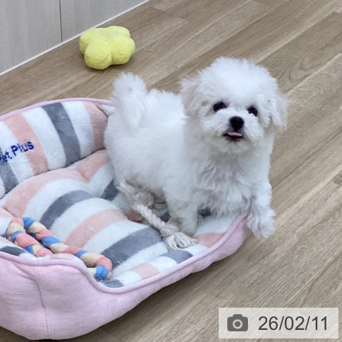 愛知県のビションフリーゼ (ペットプラス みなと店/2025年12月10日生まれ/男の子/ホワイト)の子犬の3枚目の画像