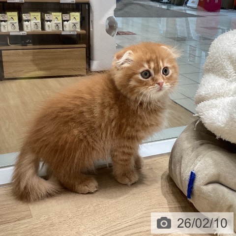 スコティッシュフォールドの写真