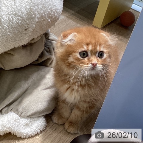 スコティッシュフォールドの写真