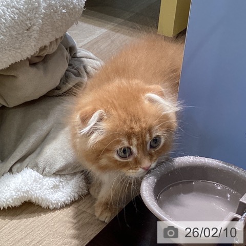 スコティッシュフォールドの写真