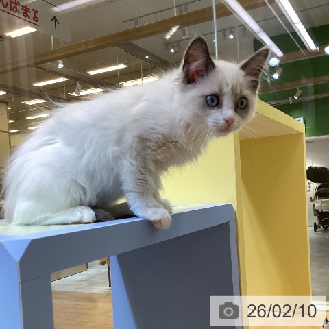愛知県のラグドール (ペットプラス mozoワンダーシティ店/2025年11月18日生まれ/女の子/ブルーポイントバイカラー)の子猫の3枚目の画像