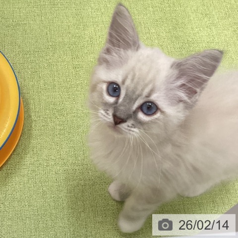 三重県のラグドール (ペットプラス 津南店/2025年12月10日生まれ/男の子/ブルーポイントミテッド)の子猫の4枚目の画像