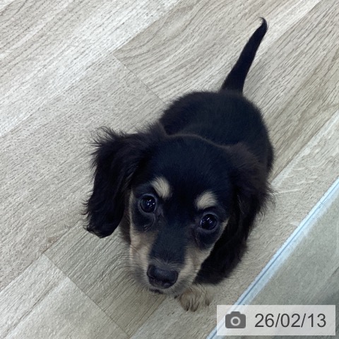 愛知県のミニチュアダックスフンド(ロング) (ペットプラス 千音寺店/2025年12月10日生まれ/女の子/ブラックイエロー)の子犬の3枚目の画像