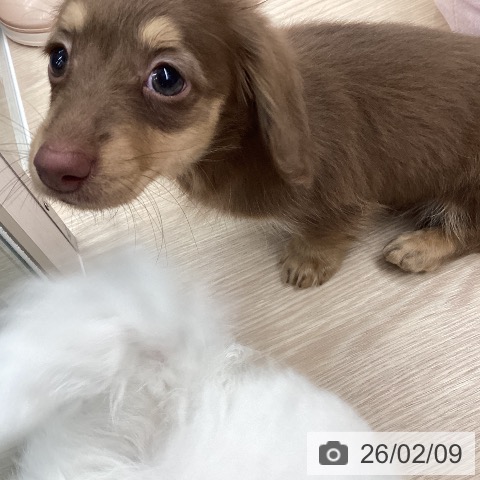 ミニチュア・ダックスフンドの写真