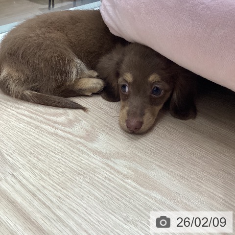 ミニチュア・ダックスフンドの写真